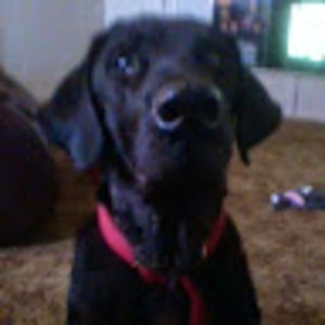 Meet your Posher, Lori